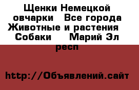 Щенки Немецкой овчарки - Все города Животные и растения » Собаки   . Марий Эл респ.